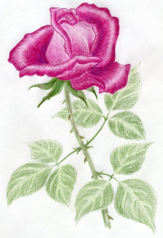 Как пошагово нарисовать розу