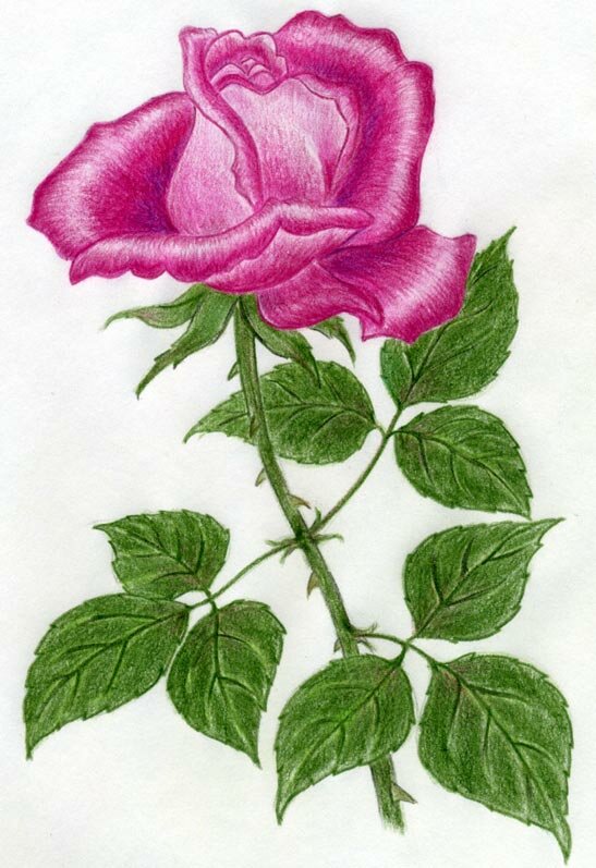 Как научиться рисовать розу цветными карандашами