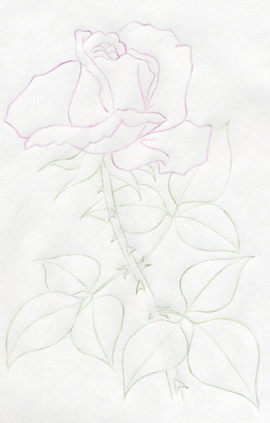Учимся рисовать розу цветными карандашами