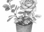 Как нарисовать розу карандашом в горшке, как нарисовать розу в горшке