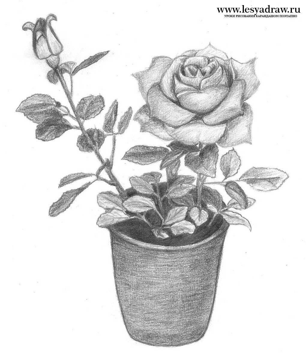 Как нарисовать розу карандашом в горшке, как нарисовать розу в горшке