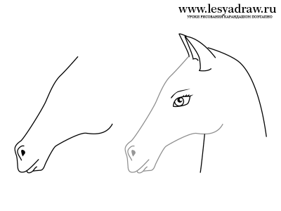 Как нарисовать морду коня