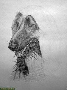 Рисуем афгана собаку