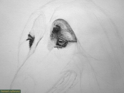 Как нарисовать шерсть вокруг глаз собаки