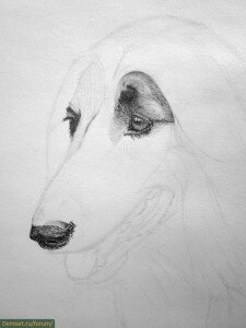 Как нарисовать нос у собаки