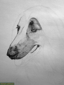 Как нарисовать шерсть на морде собаки