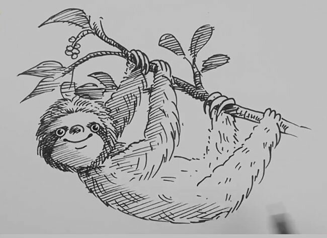 Как рисовать ленивца