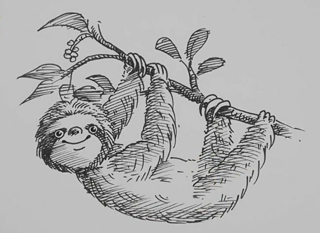 Ленивец как нарисовать