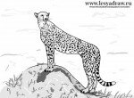 Как нарисовать гепарда карандашом поэтапно