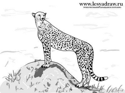 Как нарисовать гепарда карандашом поэтапно