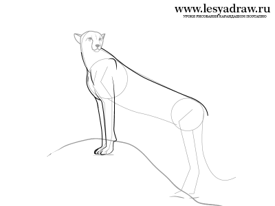 Как рисовать гепарда