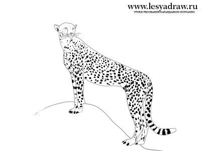 Как нарисовать гепарда карандашом 