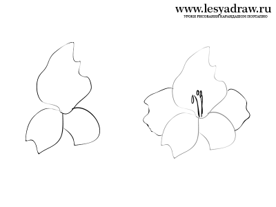 Как нарисовать цветок Гладиолуса карандашом поэтапно