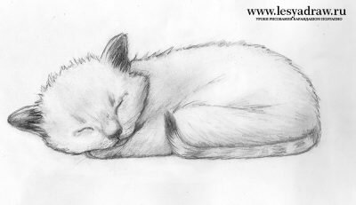 Как нарисовать спящего котенка карандашом поэтапно