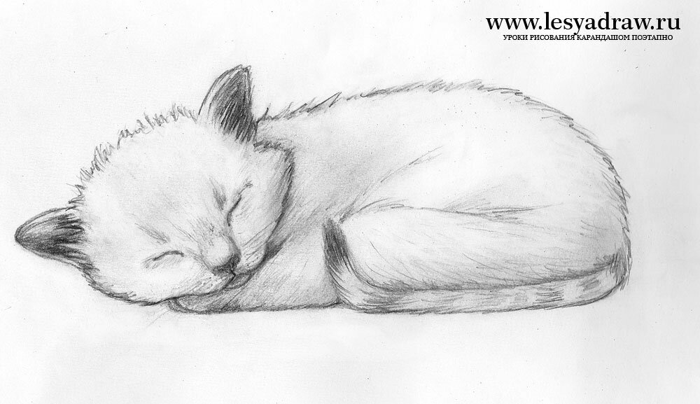 Как нарисовать спящего котенка карандашом поэтапно