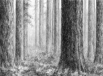 Как нарисовать лес карандашом