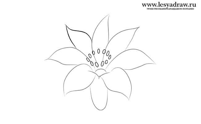Как нарисовать цветик семицветик карандашом