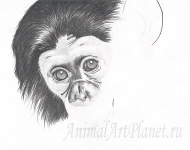 Рисуем лицо шимпанзе