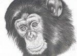 Как нарисовать обезьяну