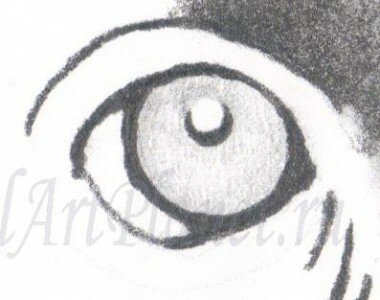 Как нарисовать глаз животного