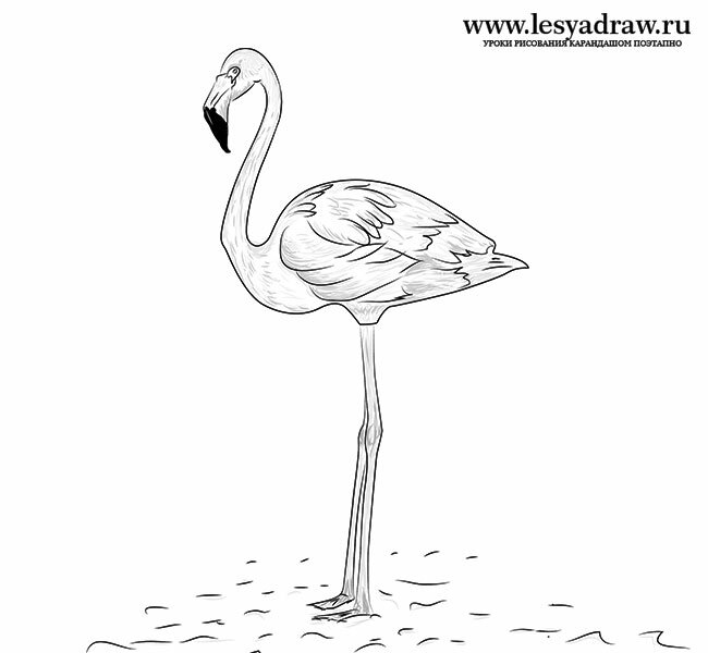 как нарисовать фламинго