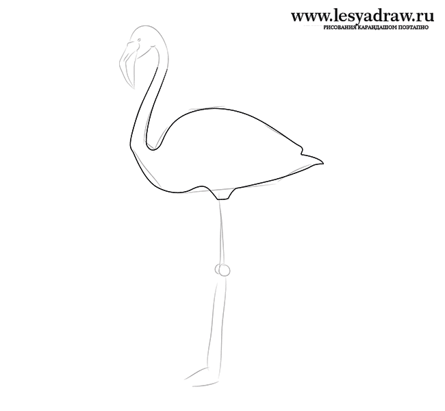 как нарисовать фламинго карандашом поэтапно