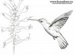 Как нарисовать колибри