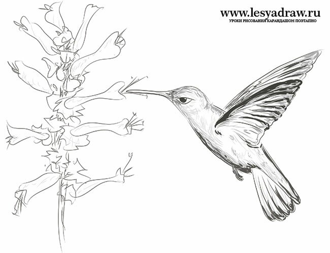 Как нарисовать колибри 