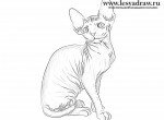 Как нарисовать кошку сфинкса