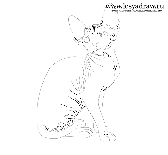 Как нарисовать кошку сфинкса карандашом поэтапно