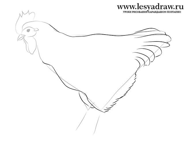 Как нарисовать курицу карандашом поэтапно