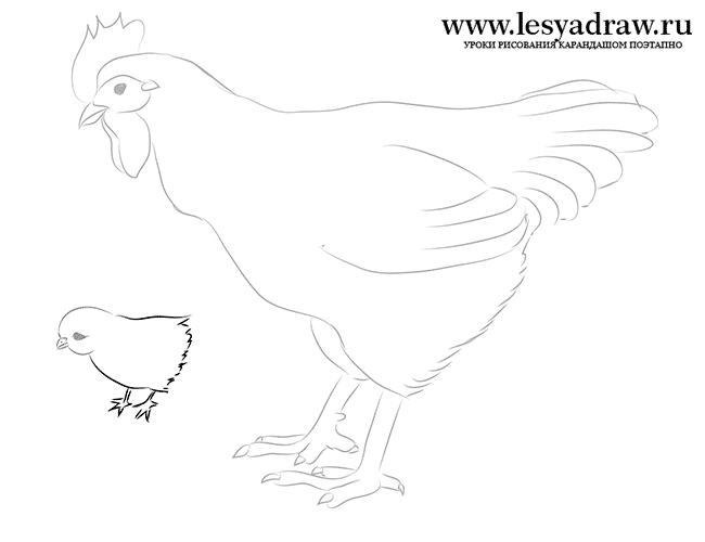 Курица с цыплятами урок рисования