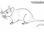 Как нарисовать мышь
