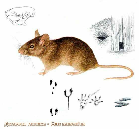 Рисунок мыши