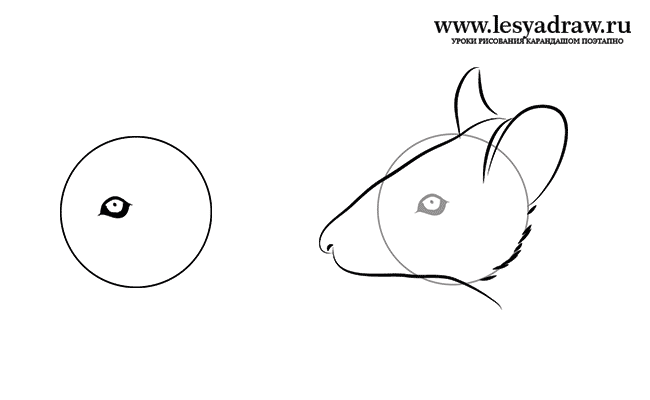 Как нарисовать голову мыши