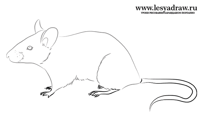 Как нарисовать мышь карандашом поэтапно