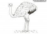 Как нарисовать страуса нанду
