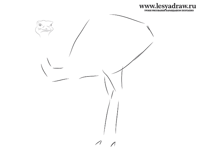 Как нарисовать страуса нанду карандашом поэтапно