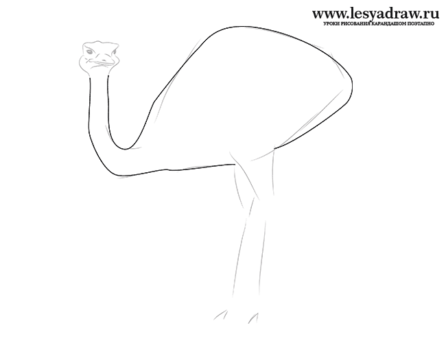 Как нарисовать страуса карандашом поэтапно