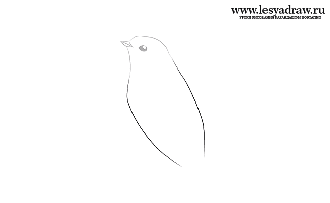 Как рисовать птицу поэтапно