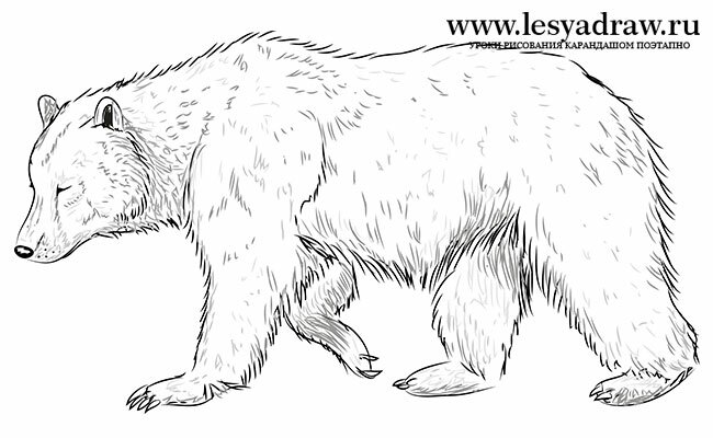 Как нарисовать бурого медведя