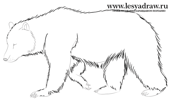 Как нарисовать медведя 