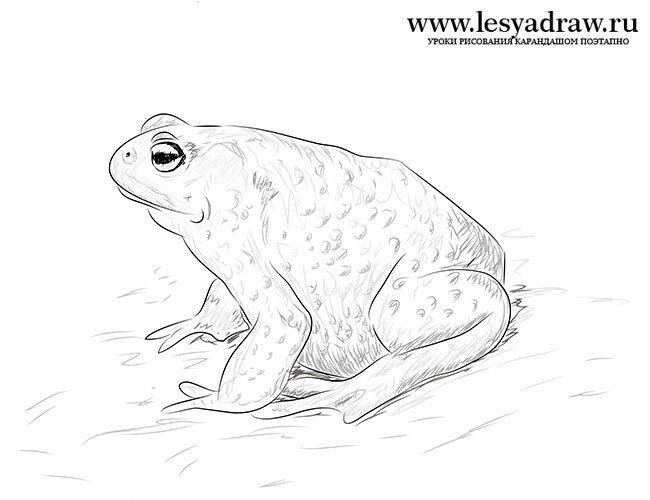 Как нарисовать жабу 