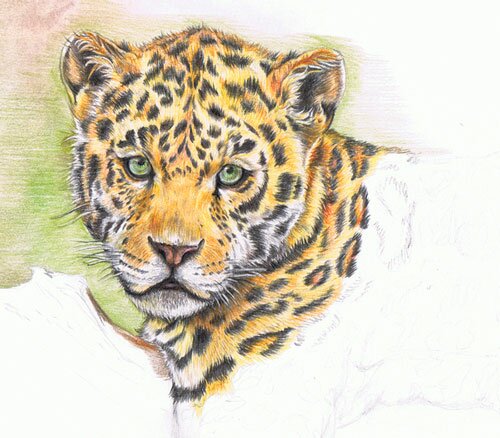 Как нарисовать леопарда поэтапно