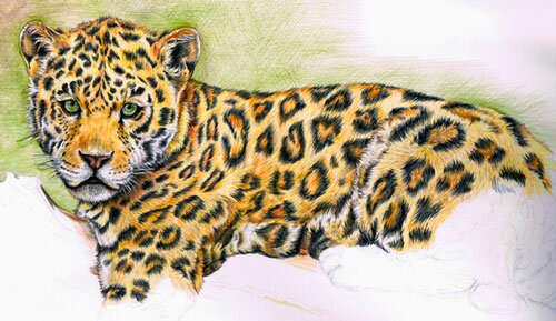 Как нарисовать леопарда цветными карандашами