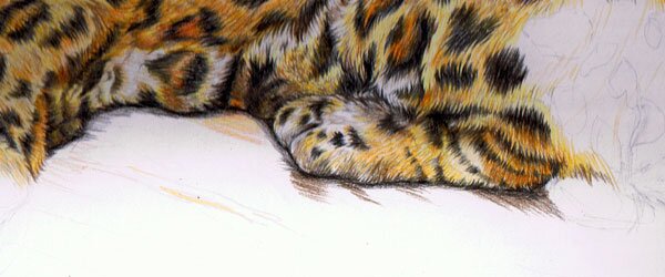 Рисуем ноги леопарда