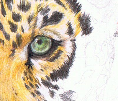 Глаз леопарда цветными карандашами