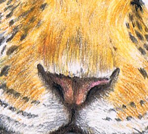 Нос леопарда цветными карандашами