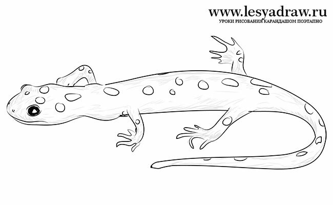 Как нарисовать саламандру 