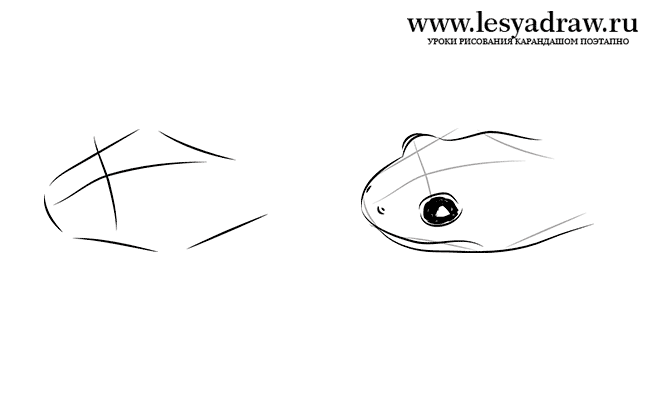 Как нарисовать морду саламандры